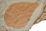 Paleocene Fossil Leaves - Both Sides Of Rock #215526-3